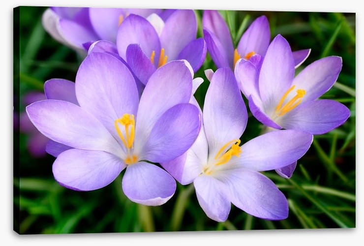 Crocus emerge