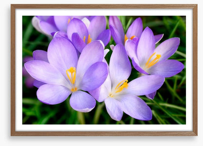 Crocus emerge