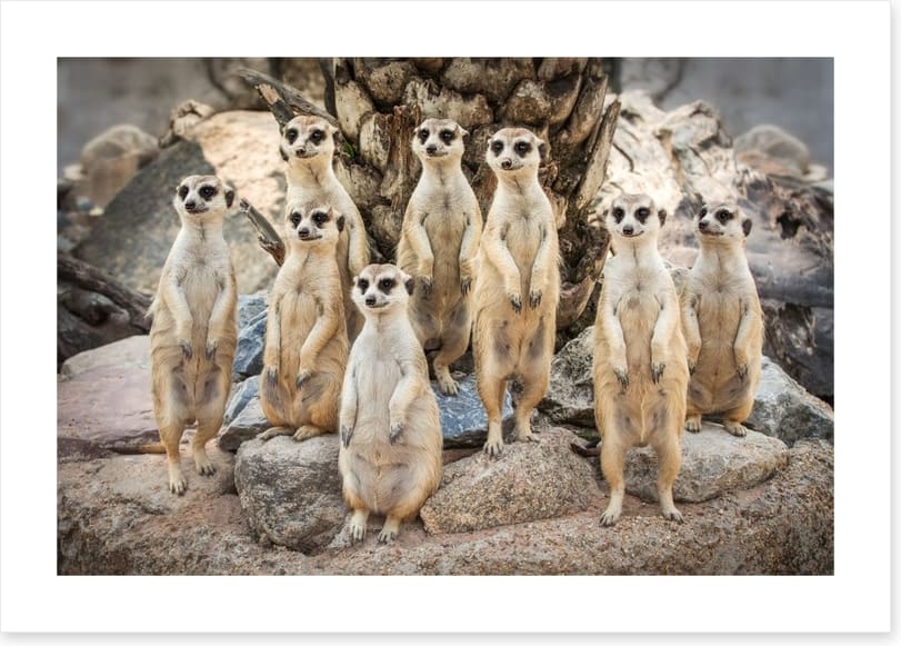 Meerkat magic