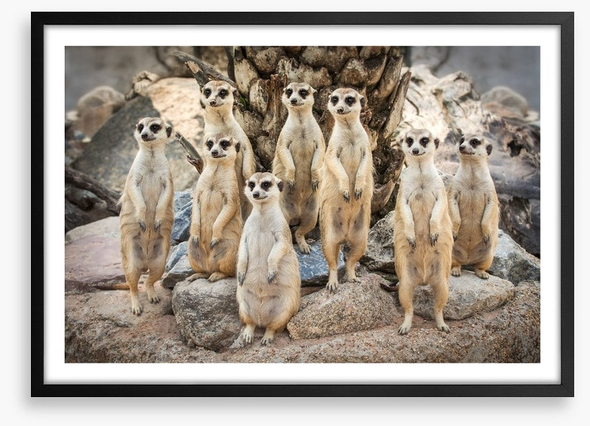 Meerkat magic