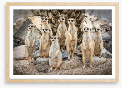 Meerkat magic