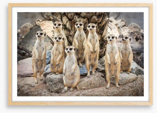 Meerkat magic