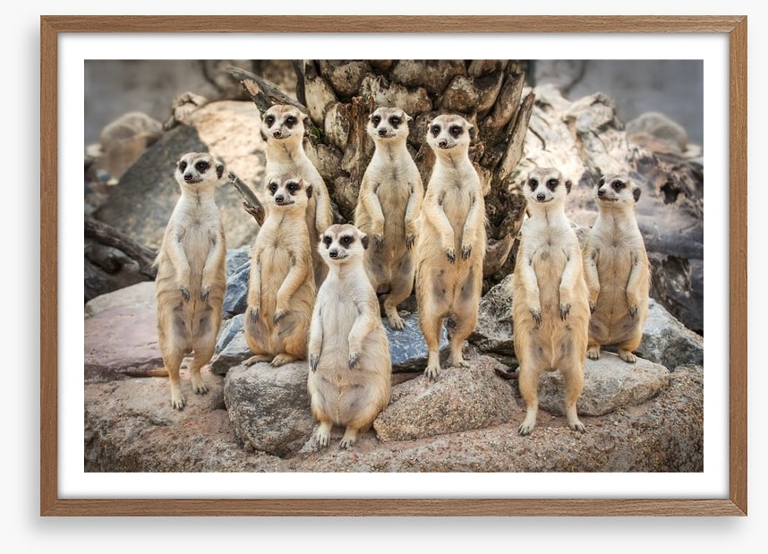 Meerkat magic