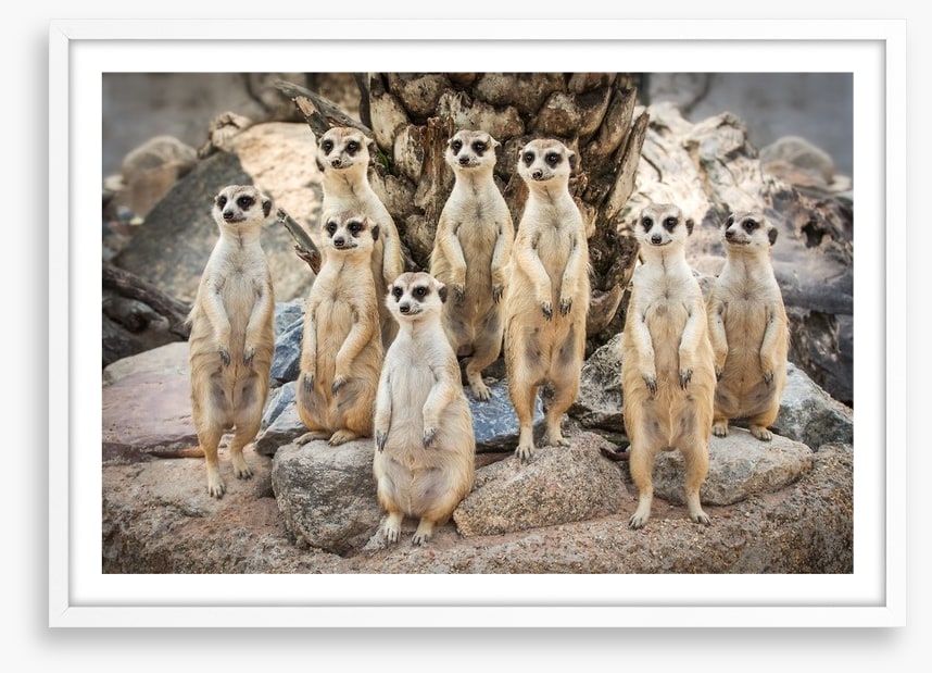 Meerkat magic