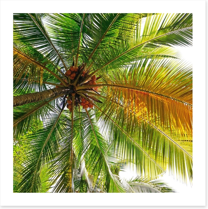 Under the coconut tree