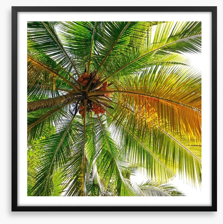 Under the coconut tree