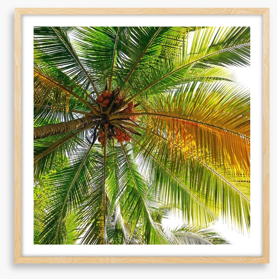 Under the coconut tree