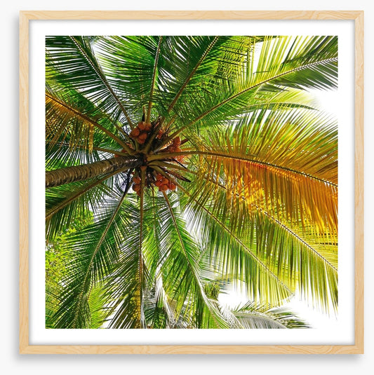 Under the coconut tree
