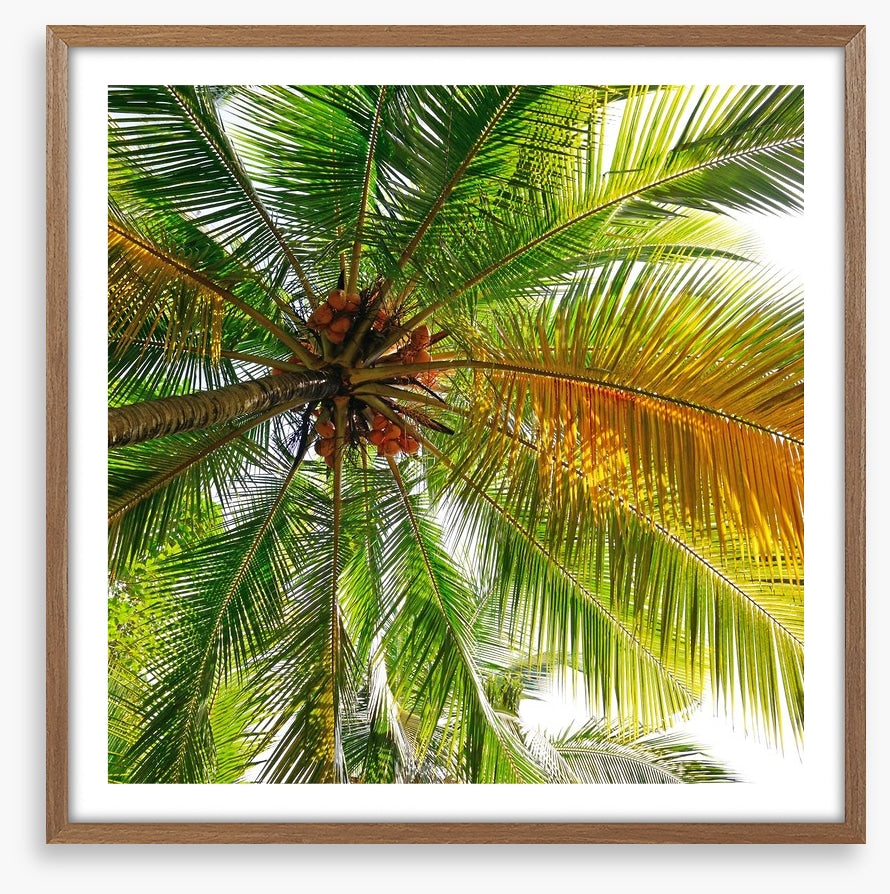 Under the coconut tree