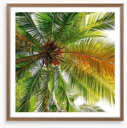 Under the coconut tree