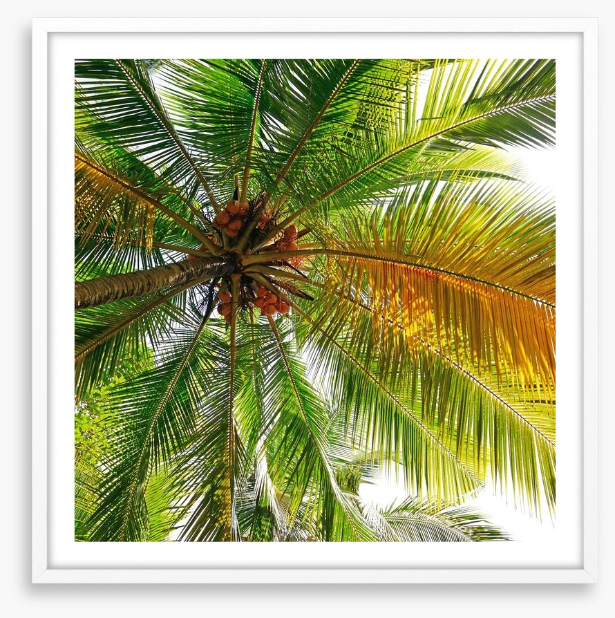 Under the coconut tree