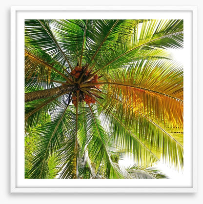 Under the coconut tree