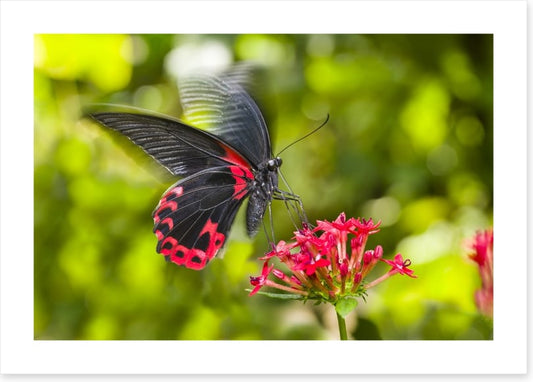 Insects