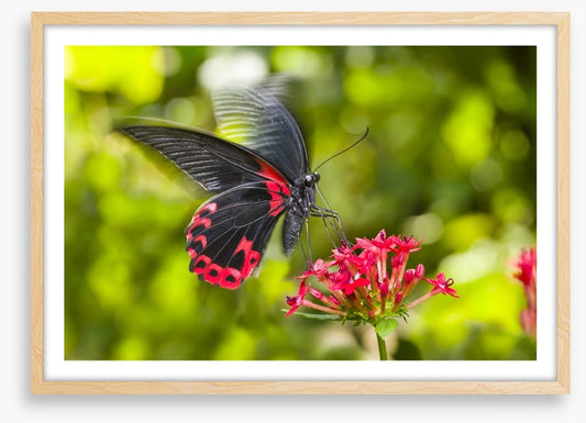 Insects