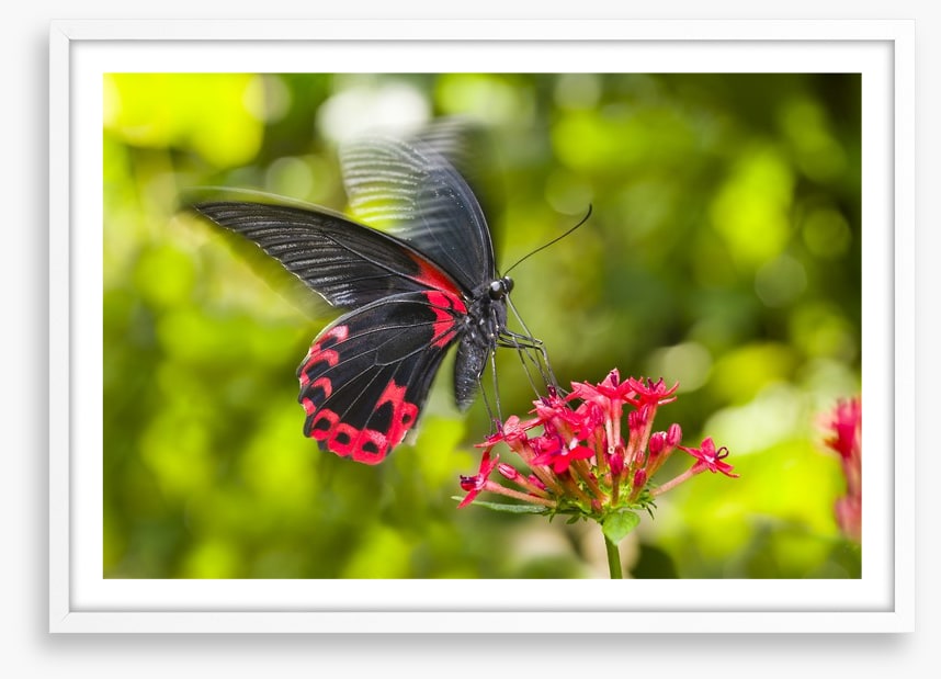 Insects