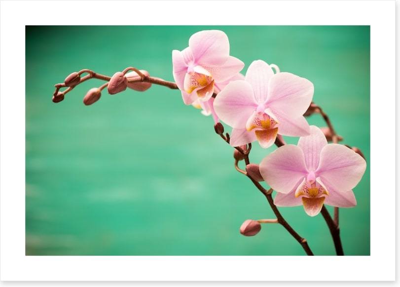 Soft pink fragility