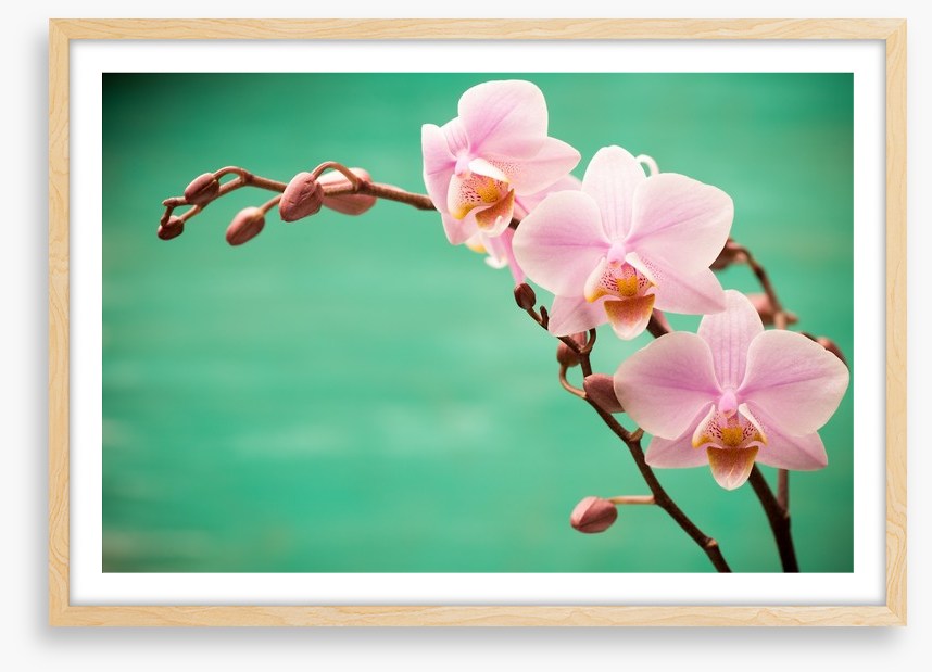 Soft pink fragility