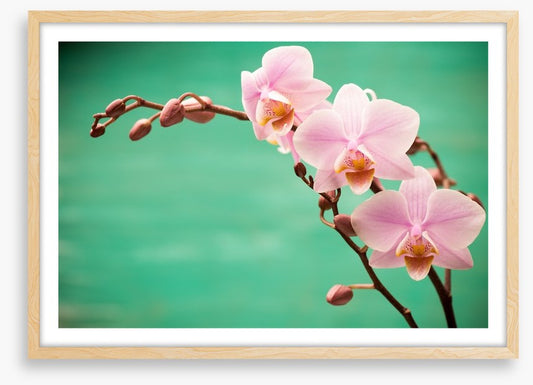 Soft pink fragility