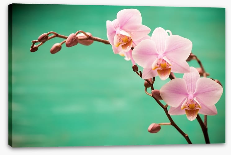 Soft pink fragility