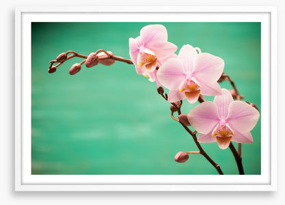 Soft pink fragility