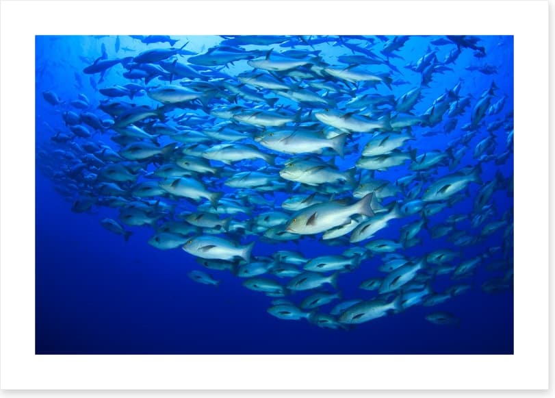 Snapper school