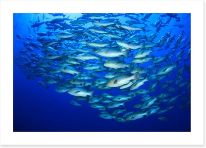 Snapper school
