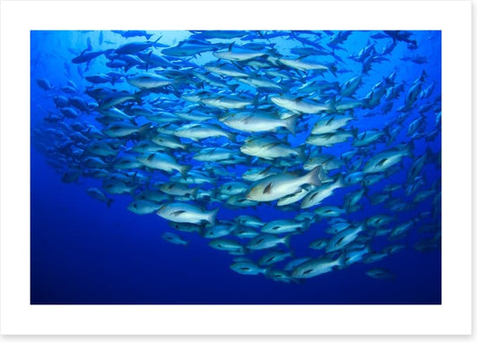 Snapper school