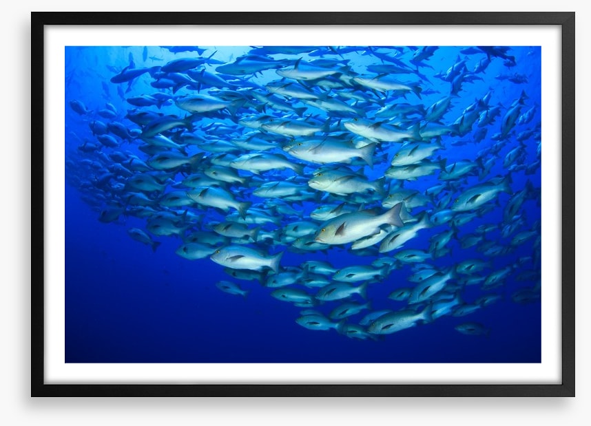 Snapper school
