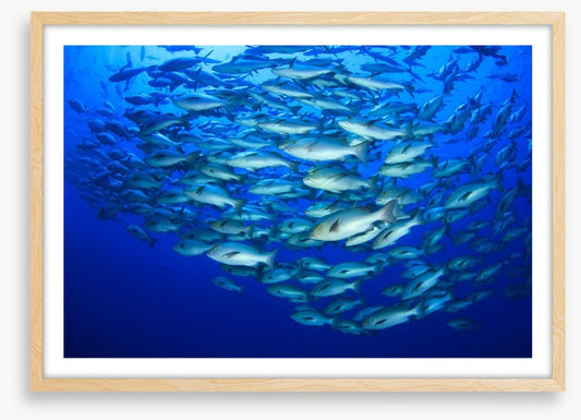 Snapper school