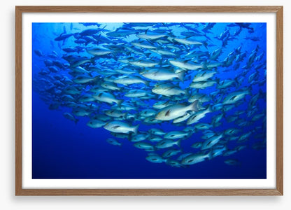 Snapper school