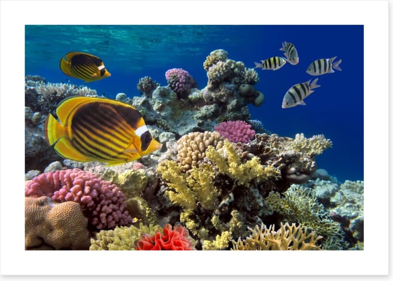 Coral sea swim