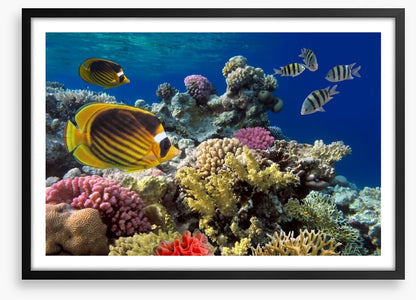Coral sea swim