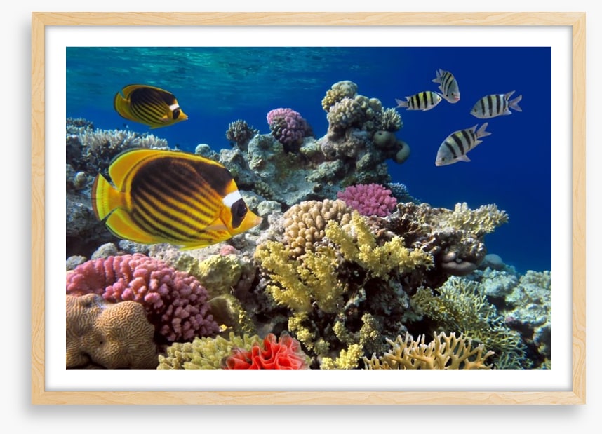 Coral sea swim
