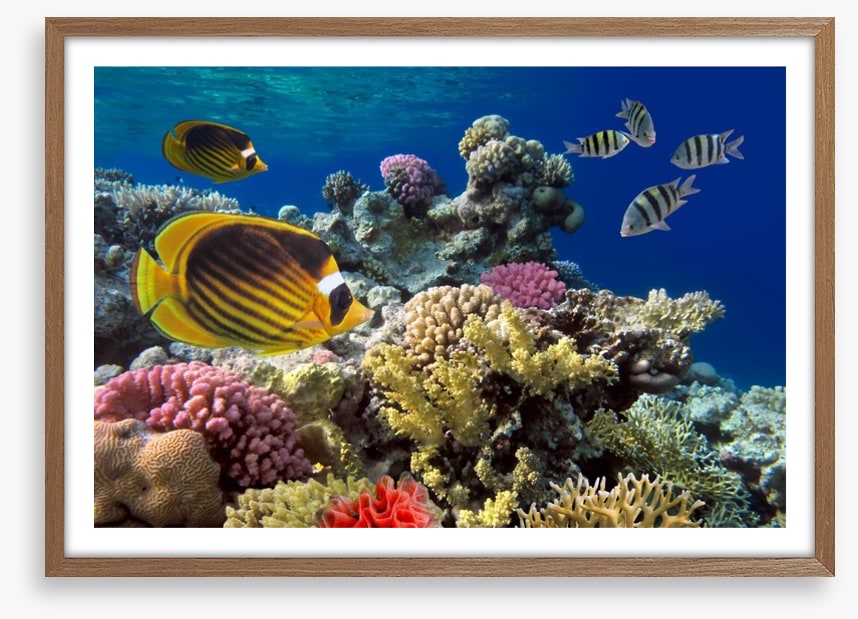 Coral sea swim