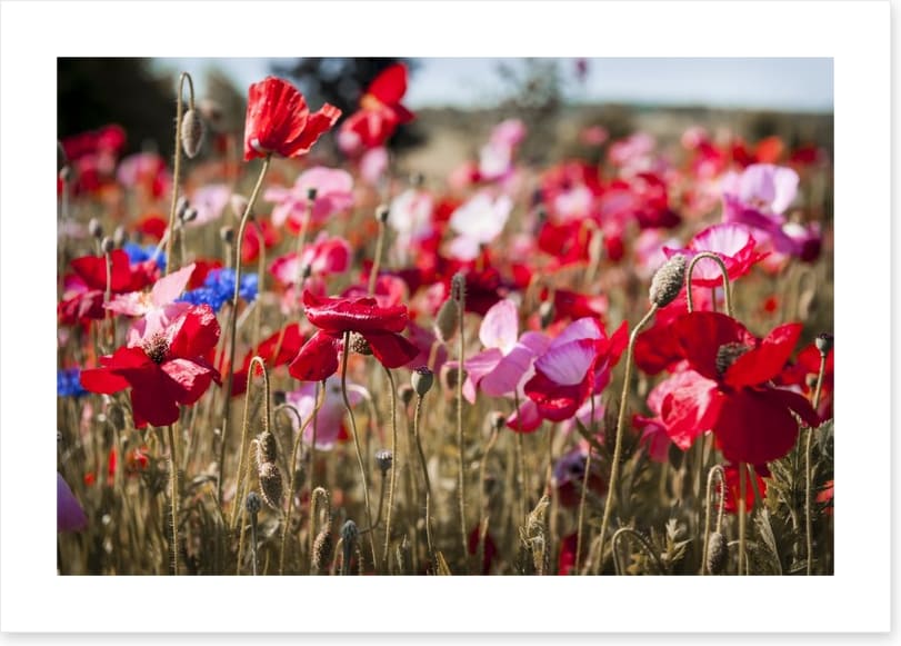 Blooming poppy field