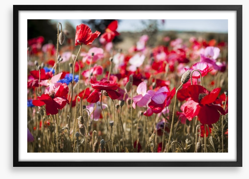 Blooming poppy field