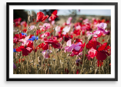 Blooming poppy field