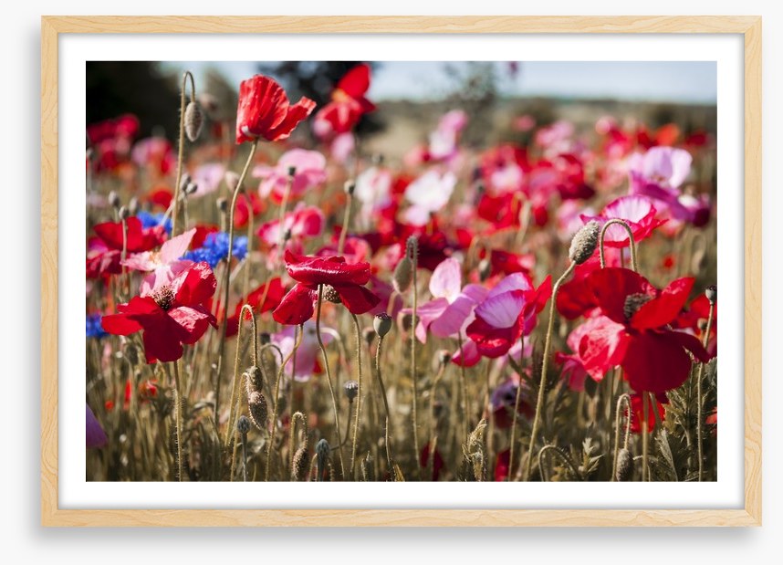 Blooming poppy field