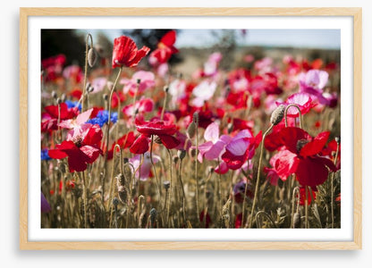 Blooming poppy field