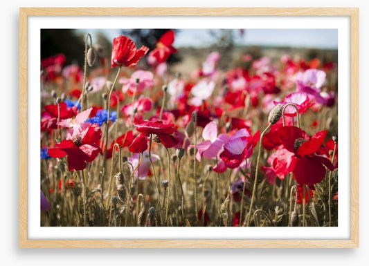Blooming poppy field