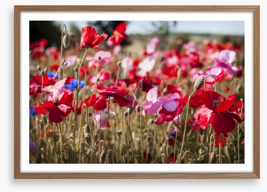 Blooming poppy field