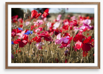 Blooming poppy field