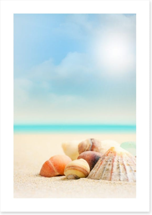 Shells on the beach