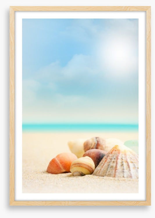 Shells on the beach
