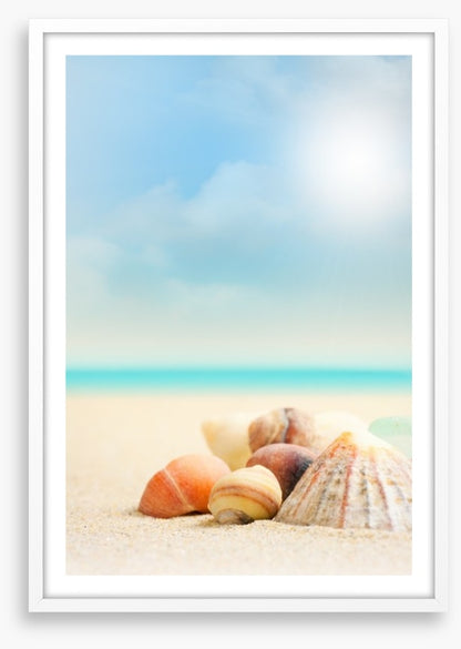 Shells on the beach