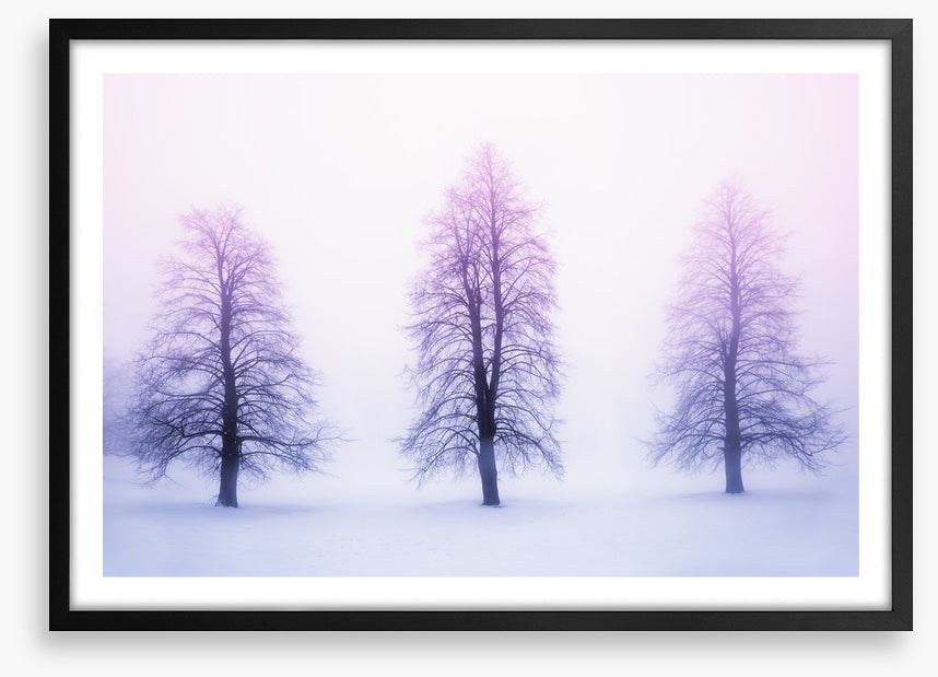 Three winter trees