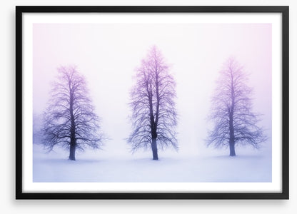 Three winter trees