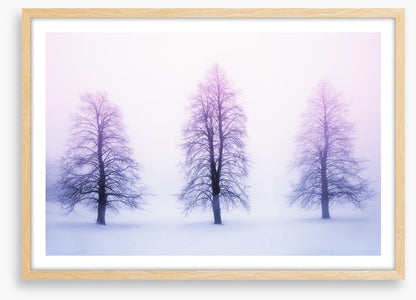 Three winter trees