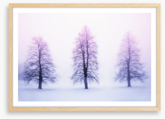 Three winter trees