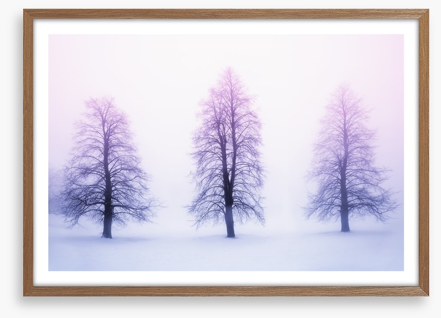 Three winter trees